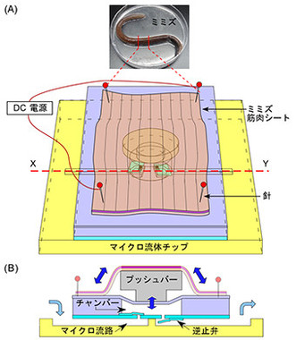 ミミズポンプの構造（理化学研究所の発表資料より）