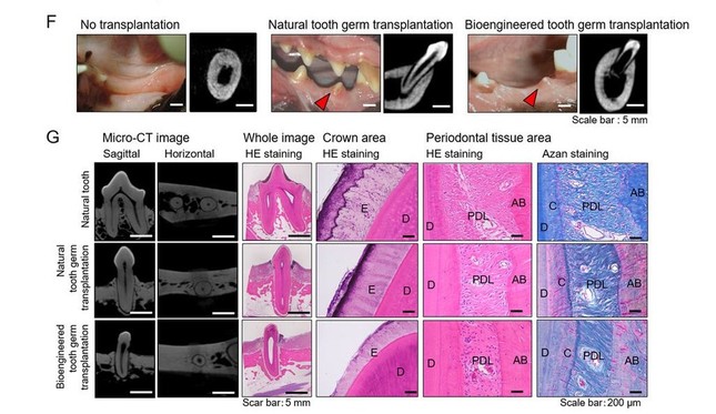 歯を生やして治療できる日も近い（論文掲載画像より）
