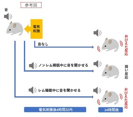 音を聞かせながら電気刺激を与えたマウスでは、その後音を聞かせるだけでおびえた反応を示すようになるが、ノンレム睡眠中に音を聞かせた後はおびえた反応が弱まることがわかった