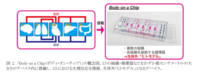 「ボディ・オン・チップ」の仕組み（京都大学の発表資料より）