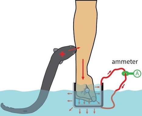 ウナギの威力を体感したカターニア教授（画像はヴァンダービルト大学公式ユーチューブチャンネルより）
