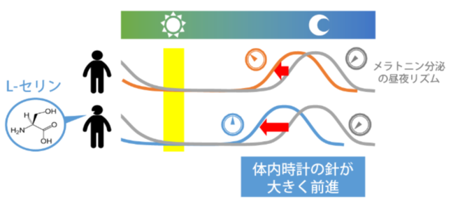 体内時計の針を進める仕組み（九州大学の発表資料より）