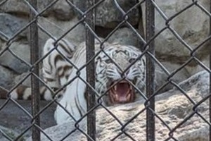 「傘が苦手です」注意あるのに日傘差し...ホワイトタイガー吠え出す　東武動物公園でマナー違反指摘