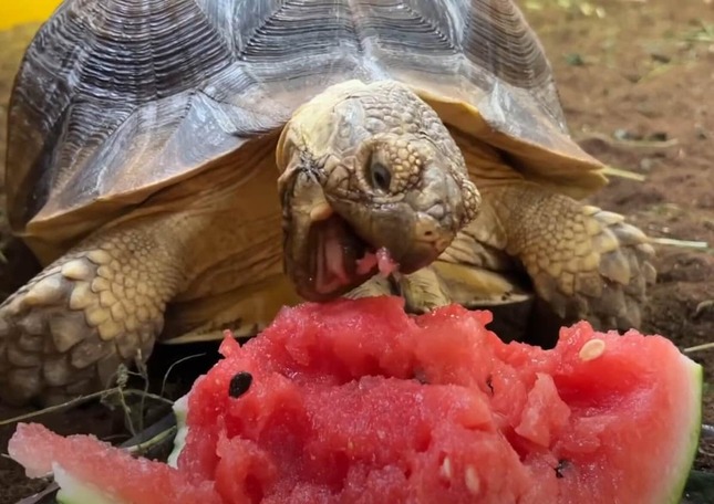 館長が手刀で割ったスイカを食べるリクガメ