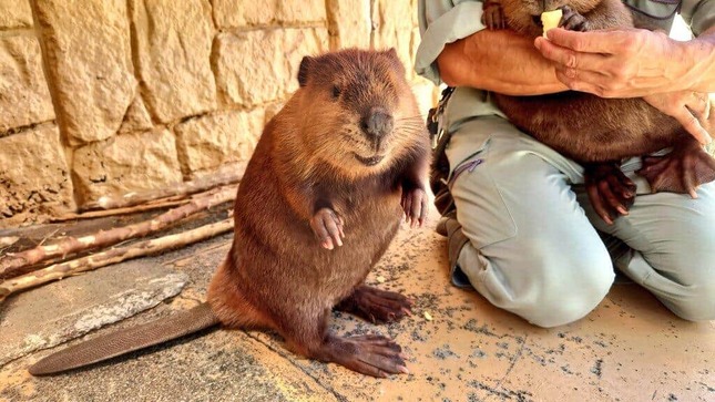 アメリカビーバーのおはぎ（甲府市遊亀公園附属動物園提供）