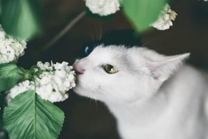 ハチャ＆メチャ...里親募集する保護猫たちの名前話題「名付けの天才」　譲渡会も実施、奈良市に「とても良い取り組み」の声