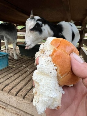 ヤギが食いちぎったとみられるパン（写真は、施設提供）