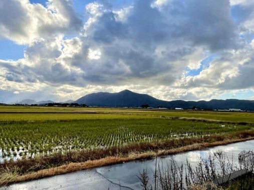 新潟県の水田の様子