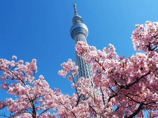 スカイツリーと桜