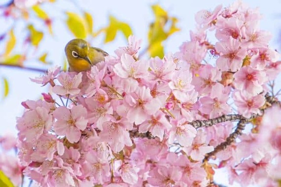 桜の開花宣言までもうすこし！