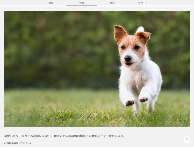 製品サイトに出ている小犬の画像