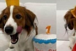 「カワイイなぁ」大谷翔平、愛犬デコピン1歳の誕生日を祝福　王冠姿＆ケーキのぬいぐるみとともに「大事な家族ですね」