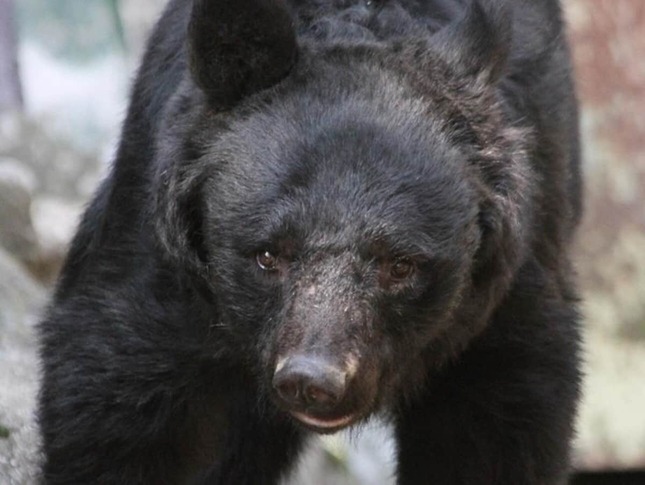 「かわいそう」との声も出たが…（写真はイメージ、今回の事案で殺処分されたクマではありません）