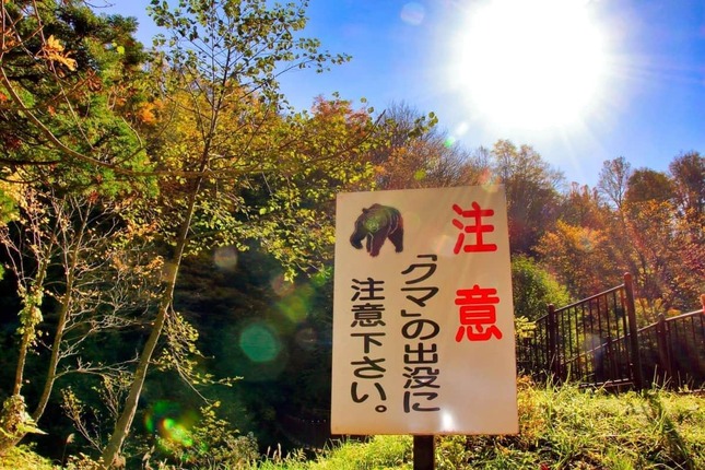 Akita Bear Cull Sparks Calls for Unity Amidst Controversy