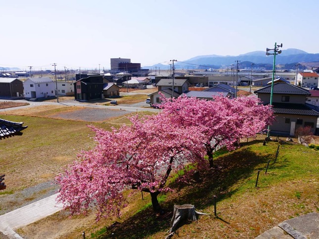 桜並木が震災を後世に伝える（写真提供：桜ライン311）