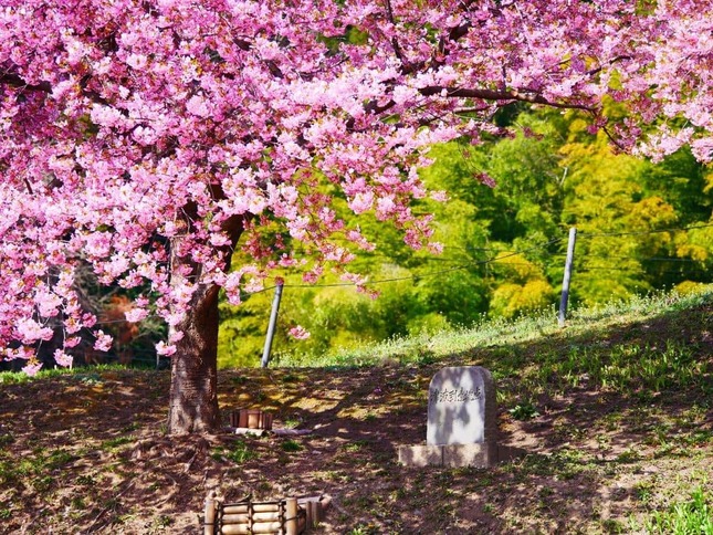 津波到達地点に植えられた桜（写真提供：桜ライン311）