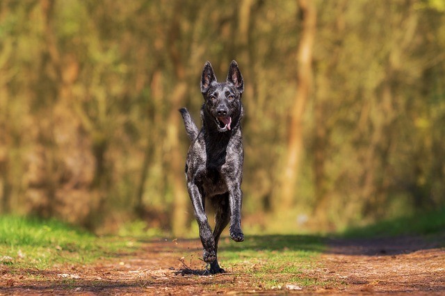 ペットとは節度ある付き合いを...　犬から感染する病気もたくさんある