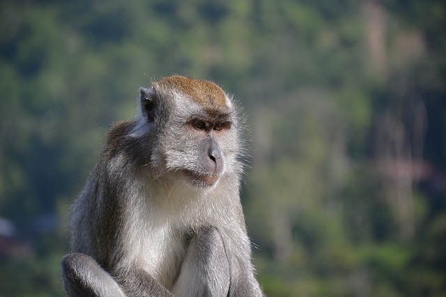 「ベルリンの患者」の謎解明につながるか　骨髄移植の動物実験が成功