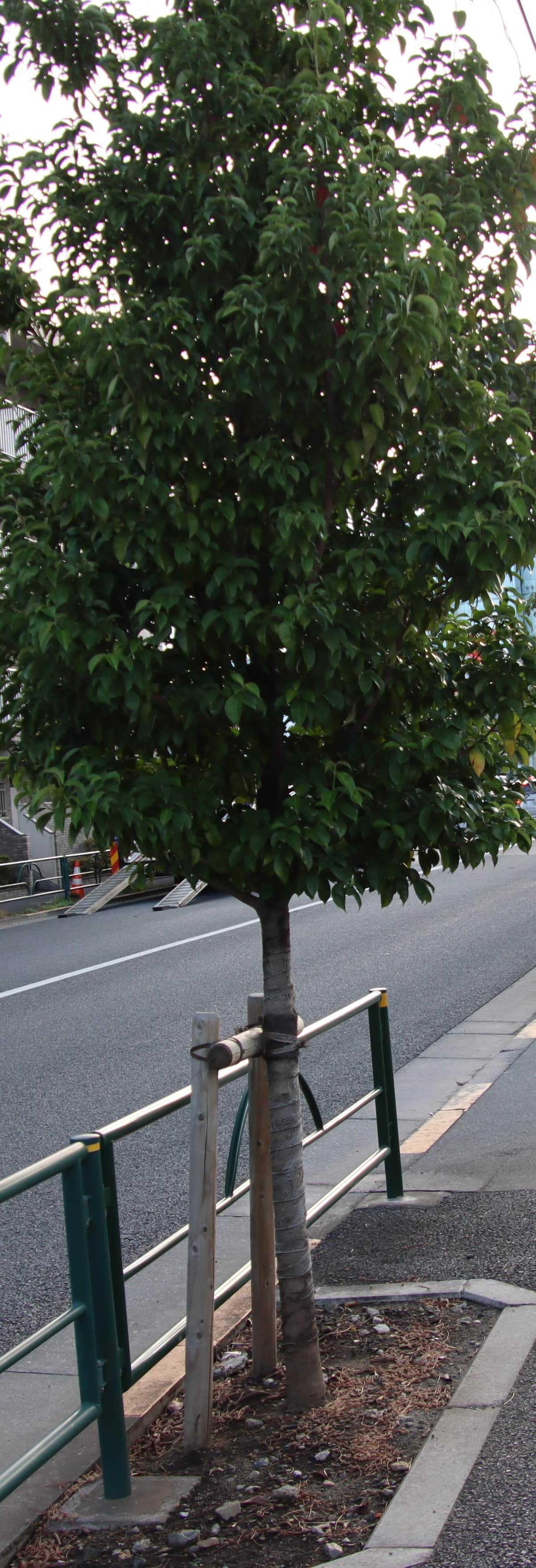 都内のとあるビッグモーター店舗前の街路樹。枯死も伐採もされていない。