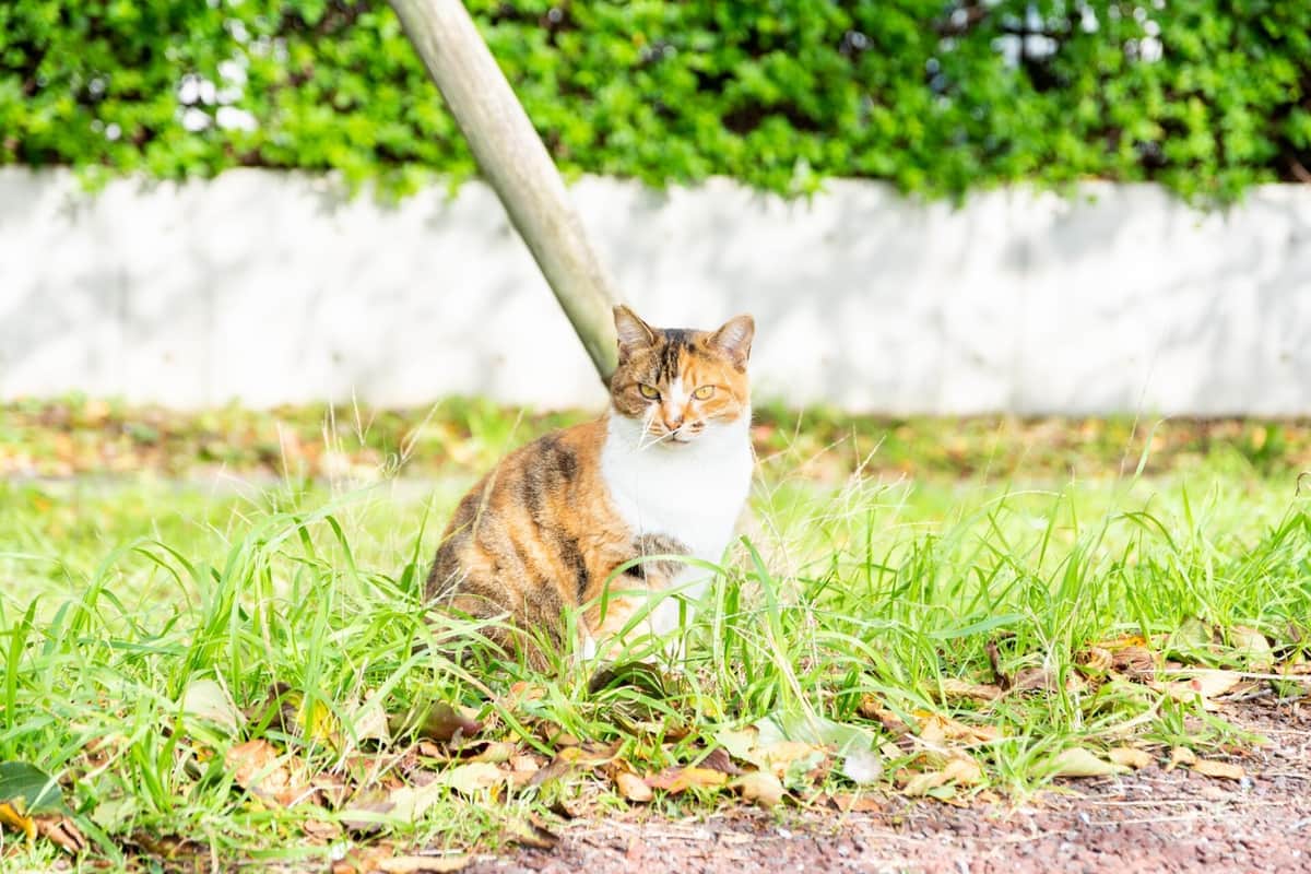 猫の鳴き声、近づくと「トラバサミ」に挟まれ真っ赤に　「かなりの圧力で食い込んでいた」目撃者怒り