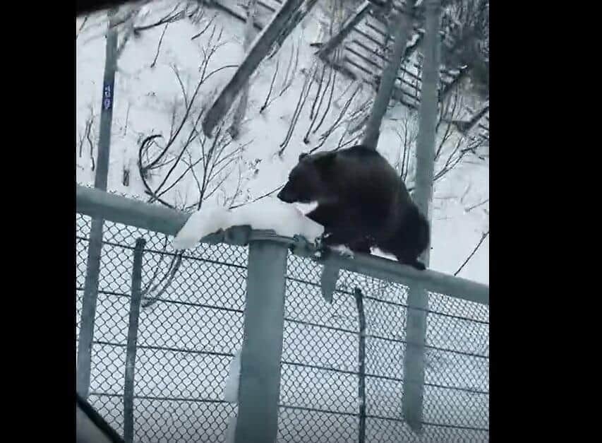 クマが道路脇フェンス上に...運転中の目撃者恐怖「ひょいひょい登っていた」　SNS戦慄「これは危ない」