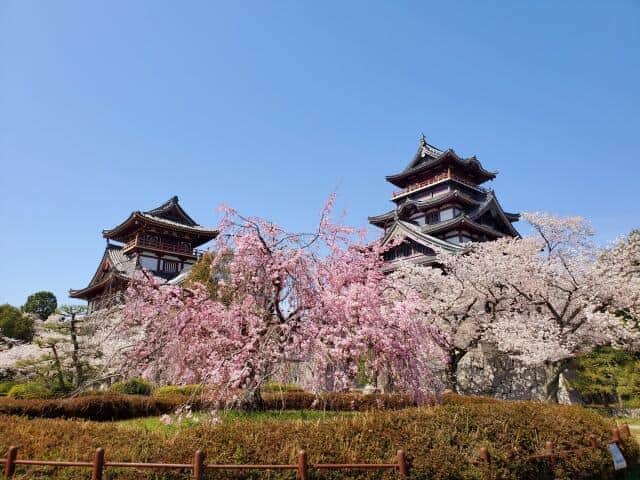 桜に囲まれた伏見桃山城