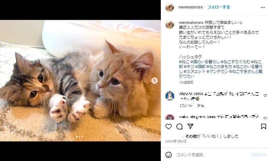 飼い猫を披露しているエミリンさんのインスタグラム（＠Menmatororo）より