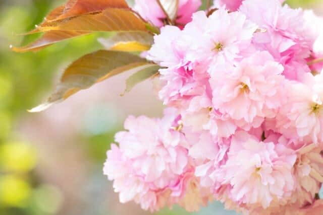 願いが花開く季節