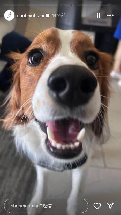 大谷選手の愛犬・デコピン（大谷選手のインスタグラムより）