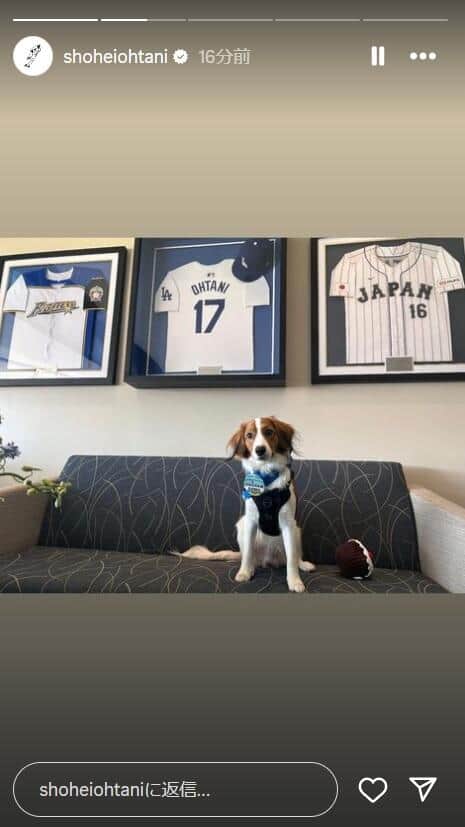 大谷選手の愛犬・デコピン（大谷選手のインスタグラムより）