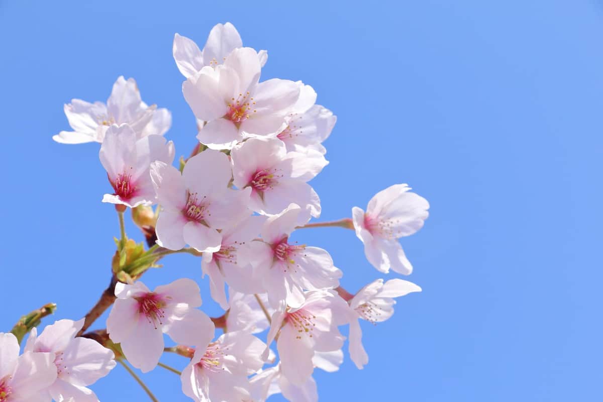 今年は平年より5日遅い開花（写真はイメージです）