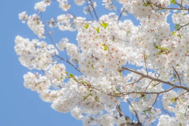 5月のゴールデンウィークにしたいこと...1位は「外食」　平均予算1人6250円に上昇