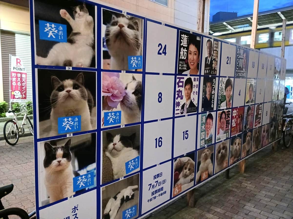 新小岩駅近くの掲示板の猫のポスター
