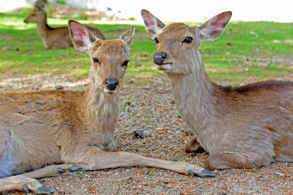 奈良公園のシカ（写真はイメージ）