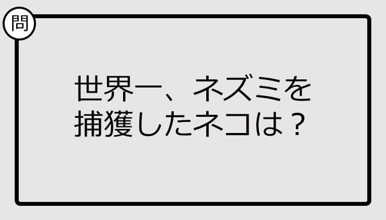 【クイズ】世界一、ネズミを捕獲したネコは？