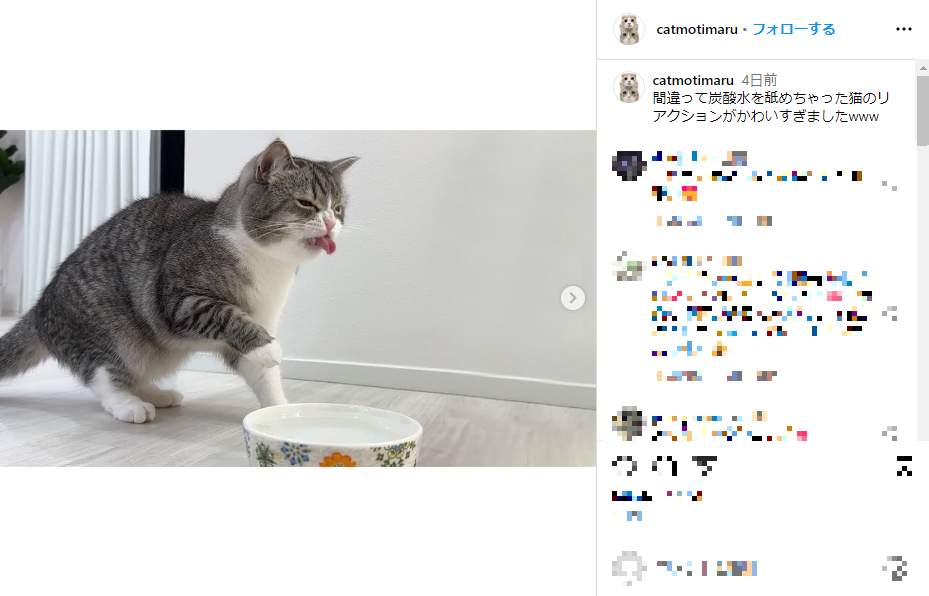 猫に炭酸水を与える...　人気ペット系YouTuber動画が物議→非公開に