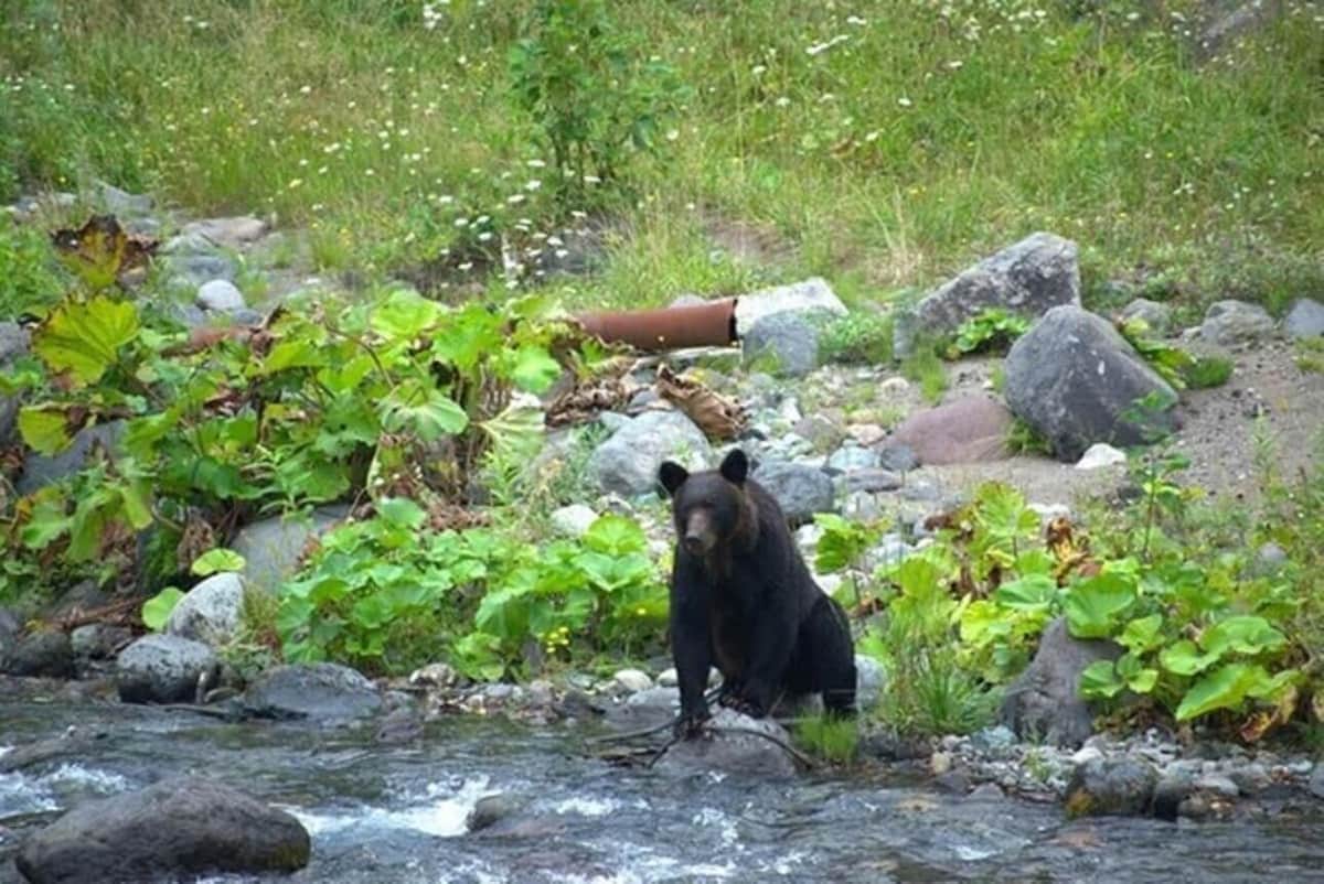 北海道猟友会がヒグマ駆除拒否を検討、道は報道で把握「情報収集中」　ハンターの担い手どうなる？