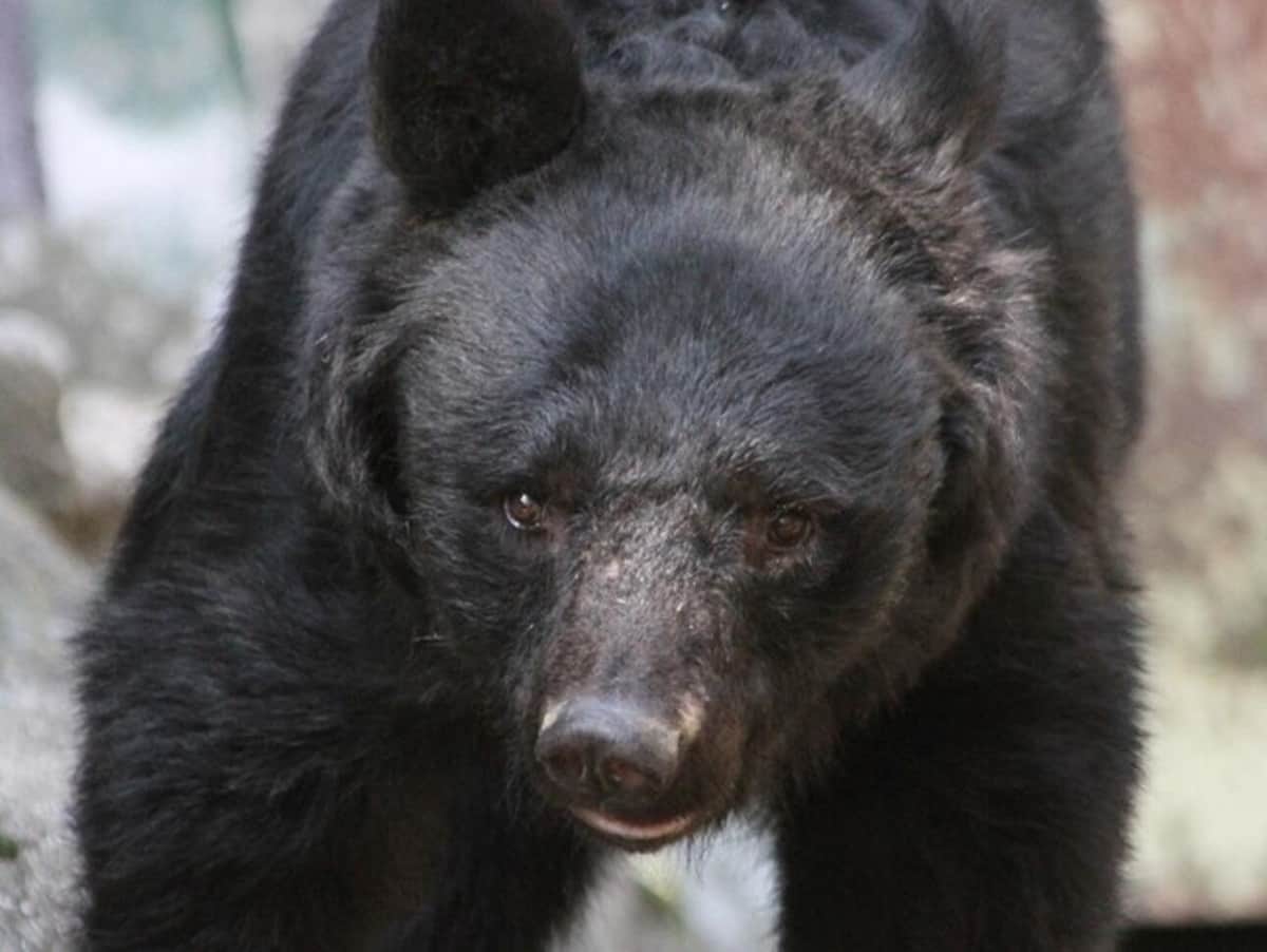 「なぜ殺した？」スーパー侵入のクマめぐり苦情約70件　秋田市は困惑、理解求める