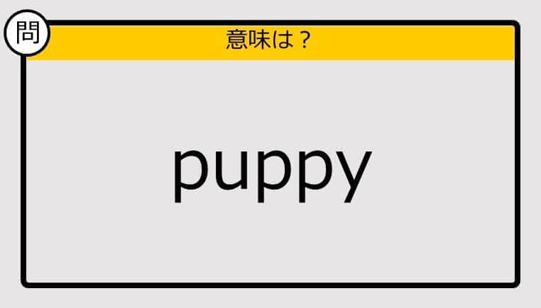 【大人の英語テスト】puppy《この単語の意味は？》