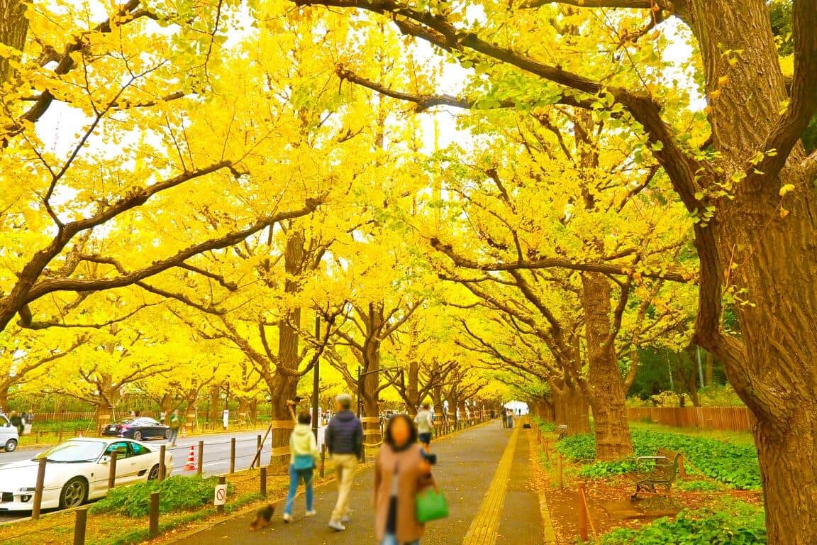 明治神宮外苑のイチョウ並木