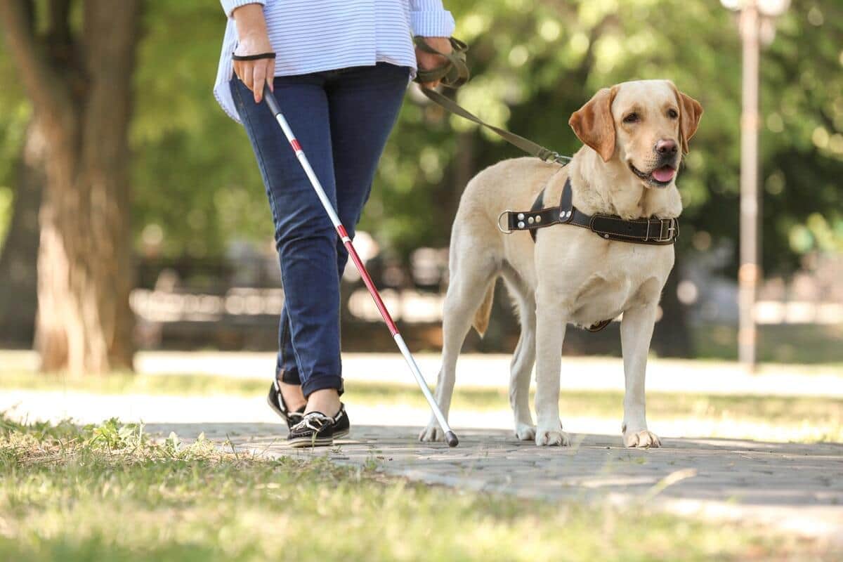 「盲導犬の受け入れ拒否」半数近くのユーザーが経験　「施設を汚す」「他の客の邪魔」と感じる従業員も...