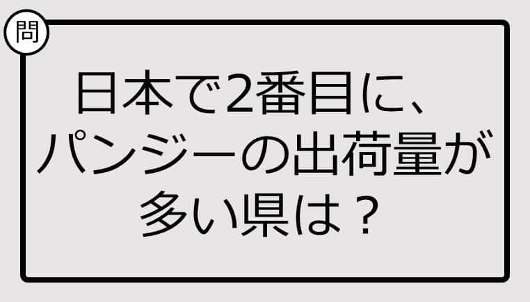 日本で2番目に、パンジーの出荷量が多い県は？【雑学クイズ】 