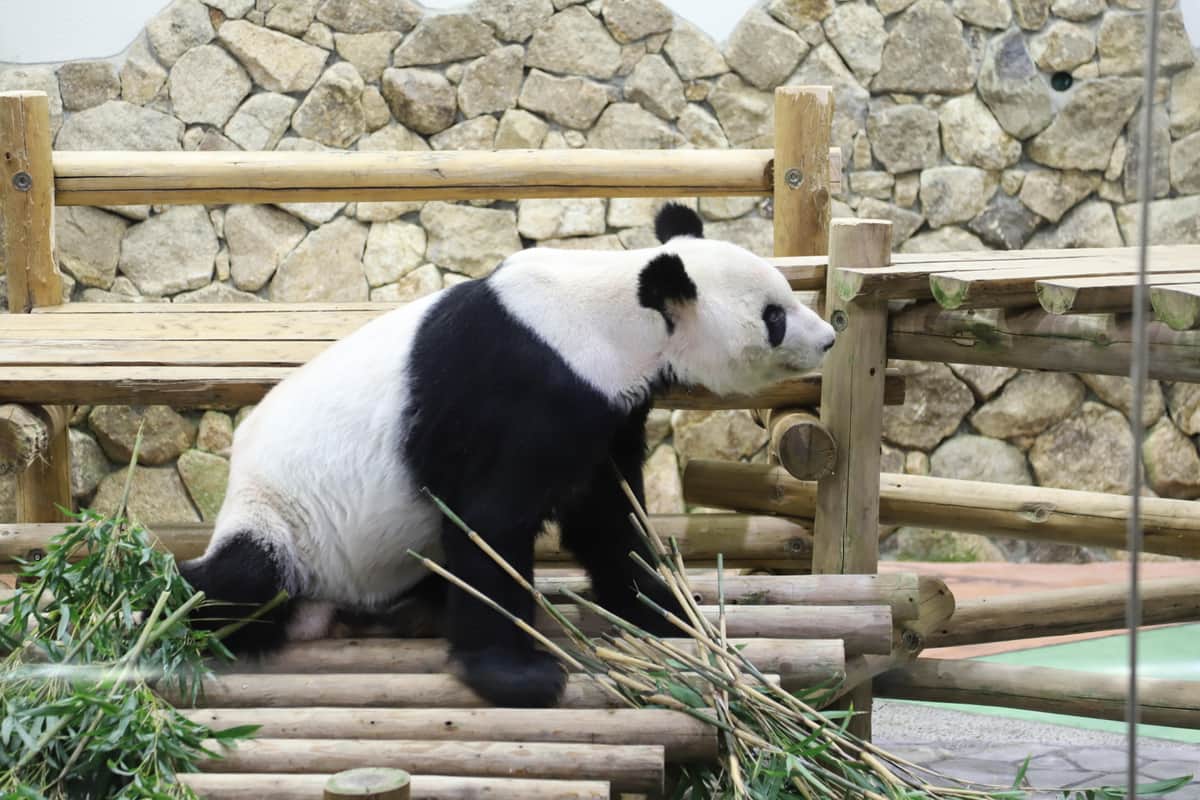 「アドベンチャーワールド」で飼育されていた頃の「永明」。2022年に撮影された（写真：新華社/アフロ）