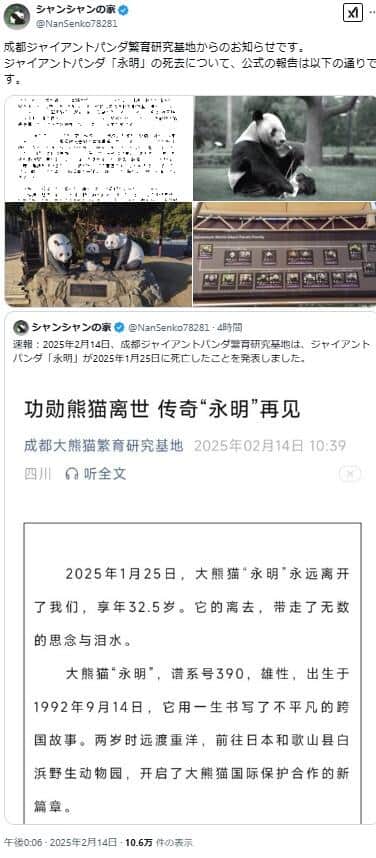 中国ジャイアントパンダ保護研究センター雅安碧峰峡基地のXアカウント「シャンシャンの家」でも「永明」の動向は伝えられた