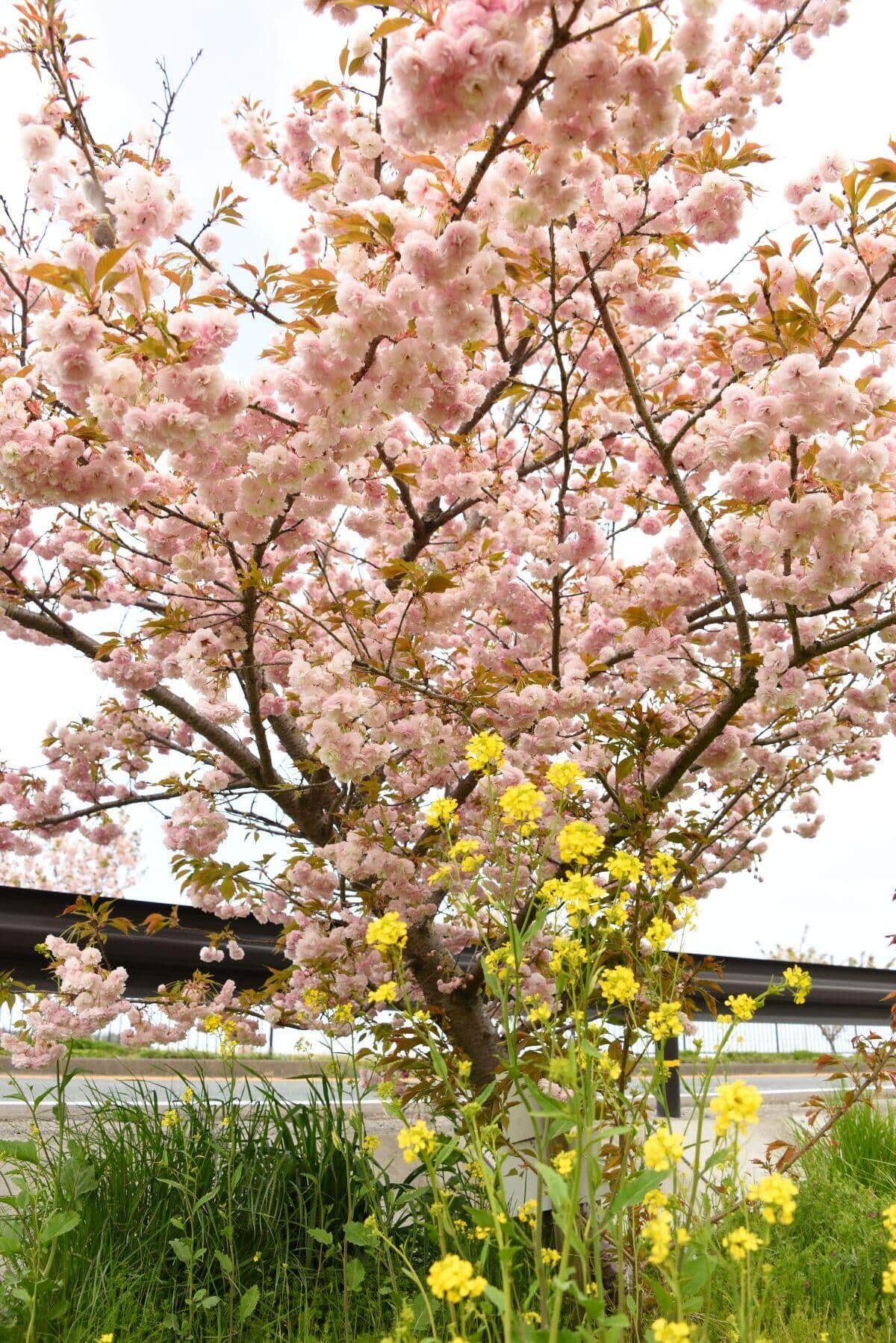 見事な花を咲かせた桜（写真提供：NPO法人ハッピーロードネット・西本由美子さん）