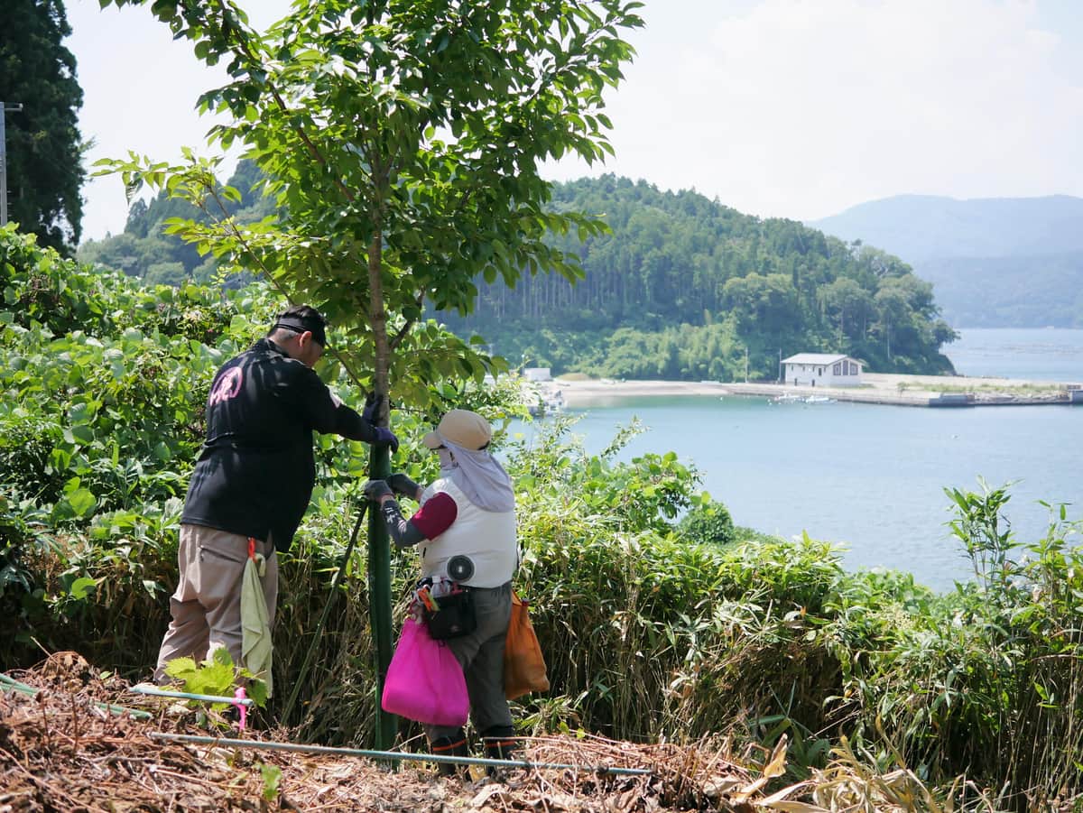 桜の木をメンテナンス（写真提供：桜ライン311）