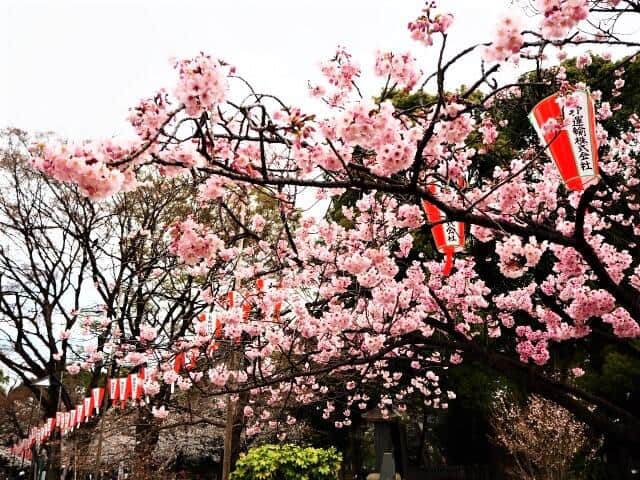 東京上野の桜まつり