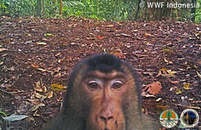 野生動物がカメラ目線で訴えるものは Wwfの 自撮り 写真公開 J Cast ニュース