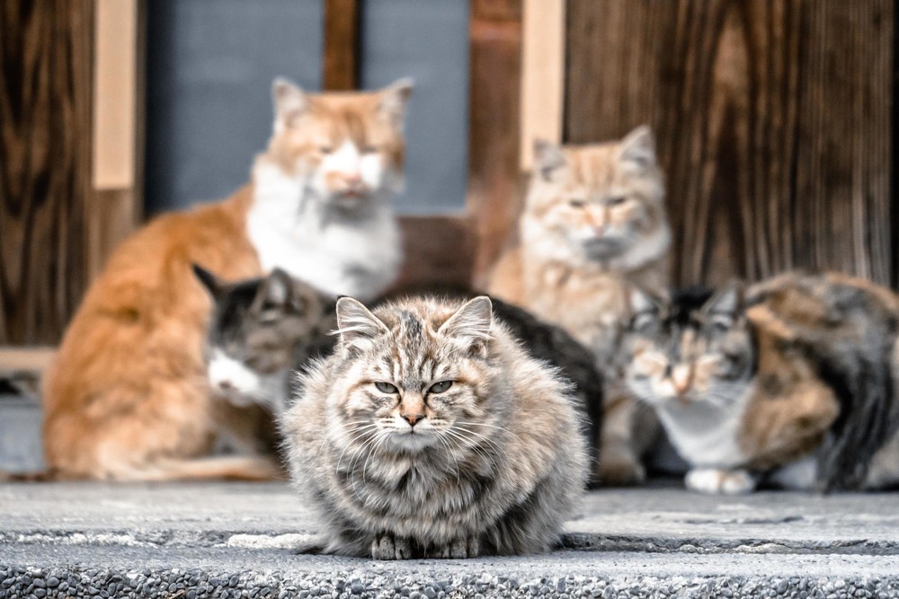 ネコ観光餌やり禁止 の青島にキャットフード殺到 ボランティア 支援呼びかけ に賛否の渦 J Cast ニュース 全文表示