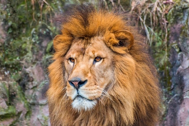 百獣の王ライオンが ボーイズラブ ネットを騒然とさせた仰天の真相とは J Cast ニュース 全文表示